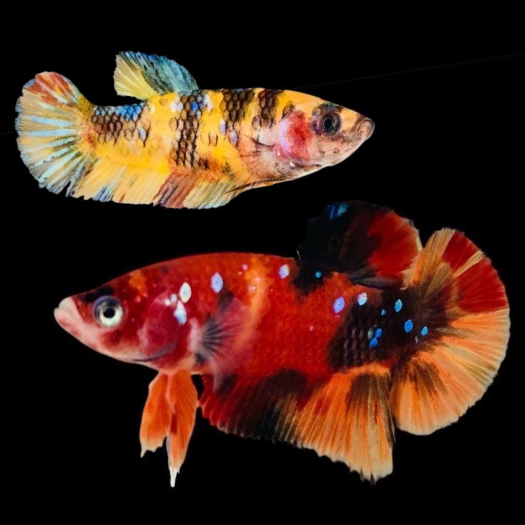 Rare Pair Koi Multicolors Betta Fish