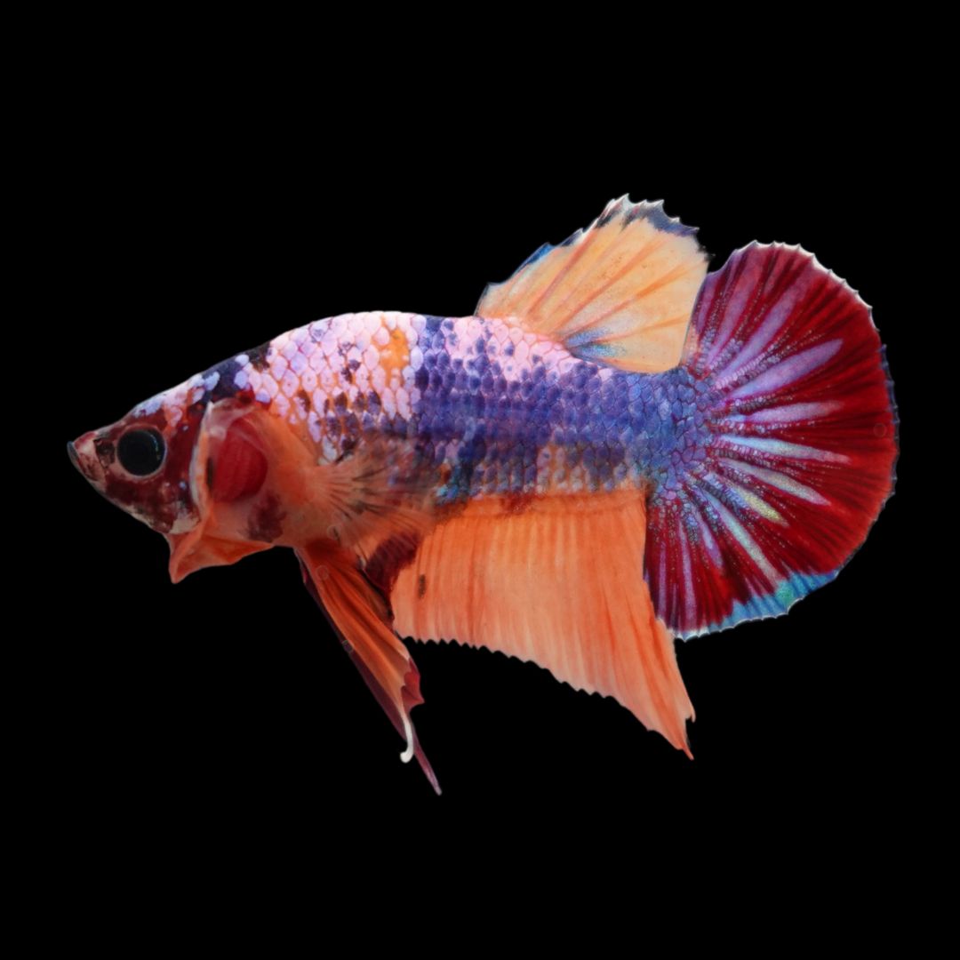 Rare Koi Multicolors Betta Fish