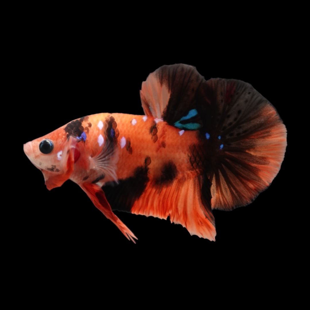 Rare Koi Multicolors Betta Fish