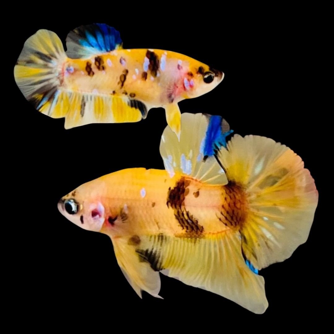 Rare Pair Yellow Tiger Betta Fish