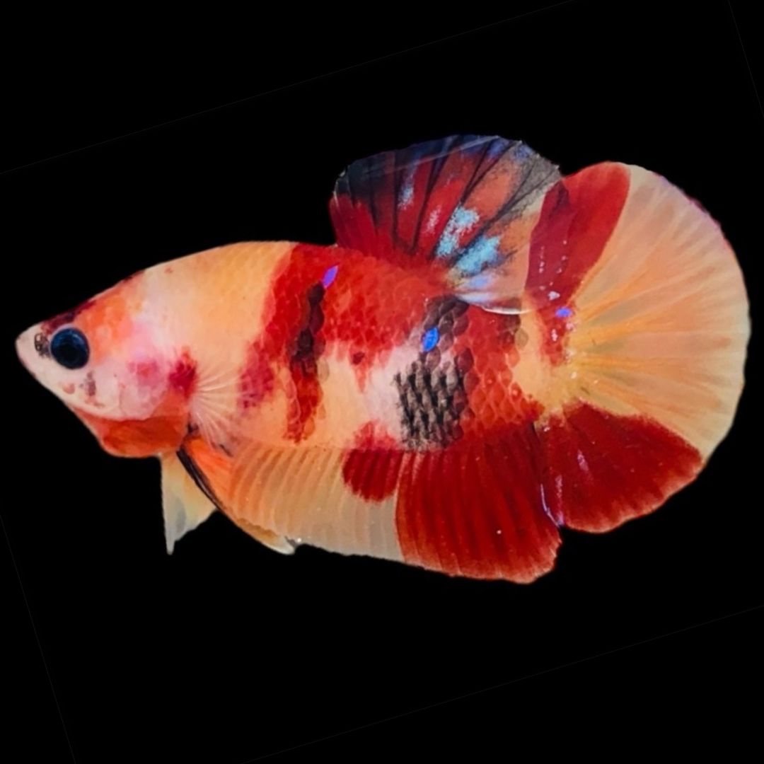 Rare Koi Multicolors Betta Fish