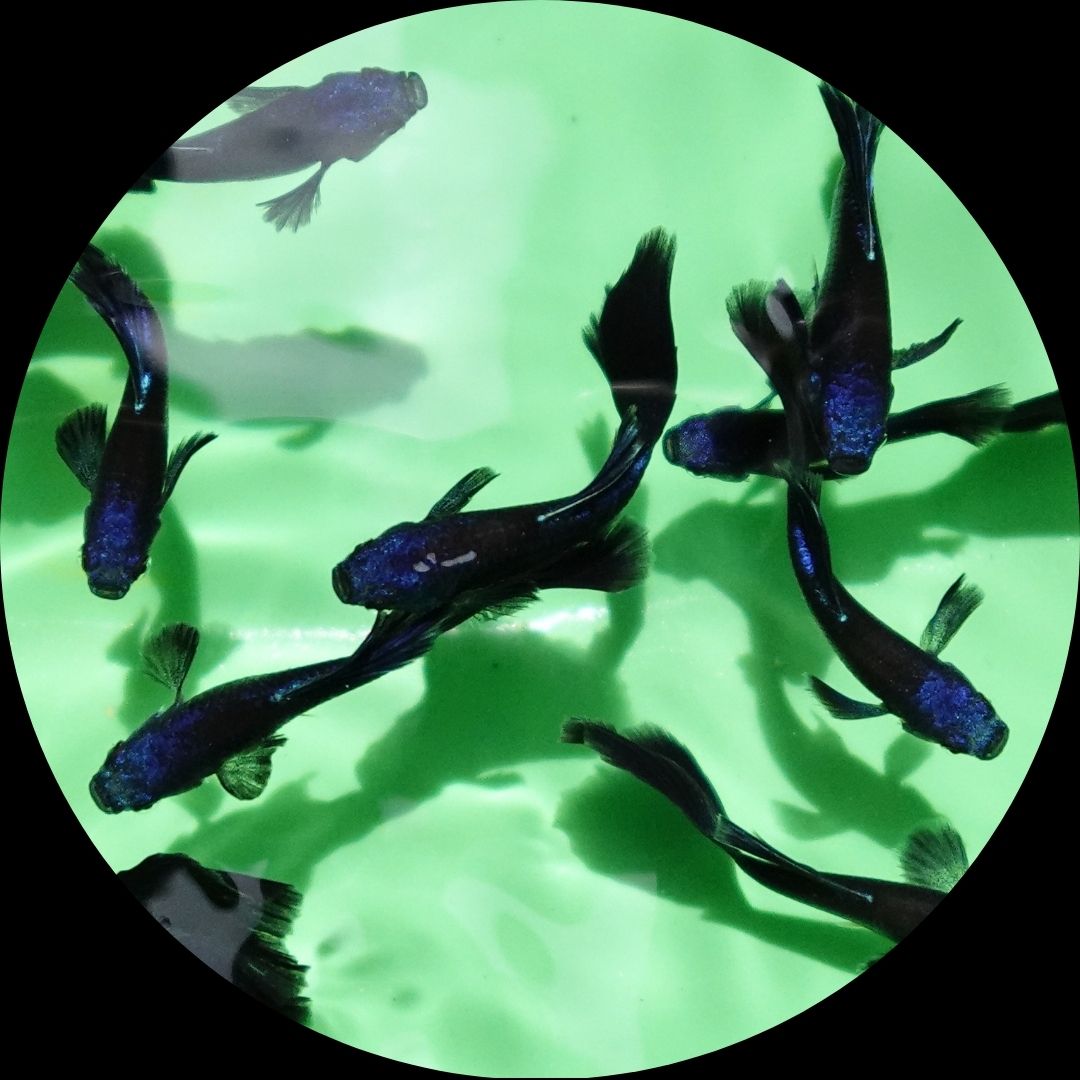 Blue Moscow Guppy Fish