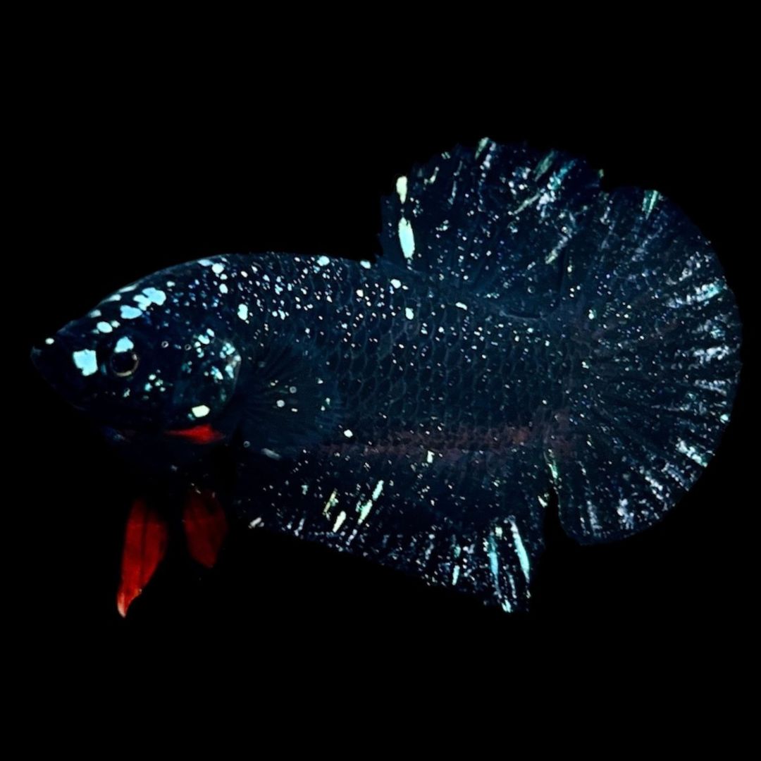 Rare Avatar Betta Fish