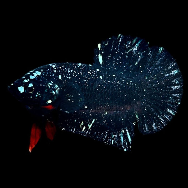 Rare Avatar Betta Fish