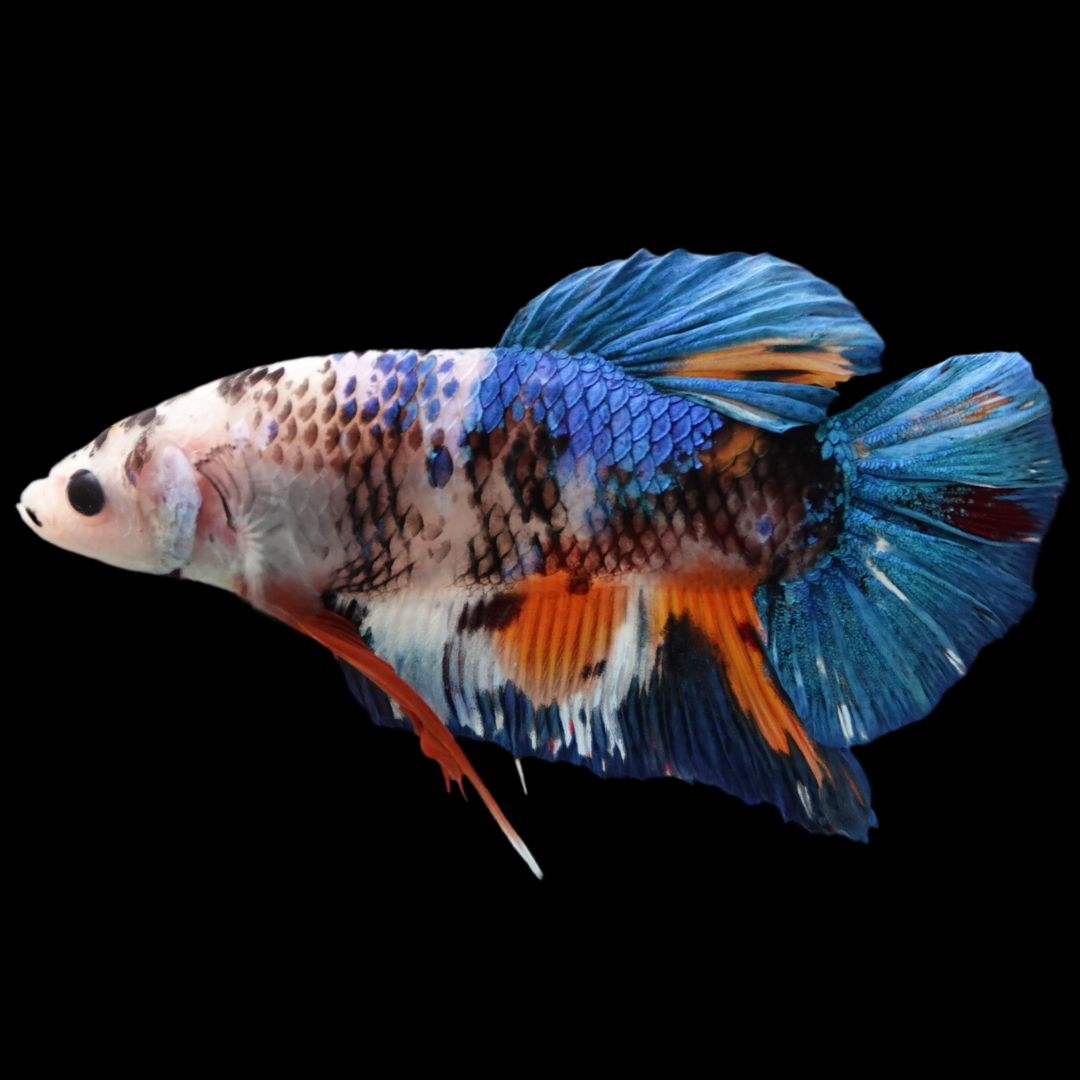 Rare Giant Multicolors Betta Fish