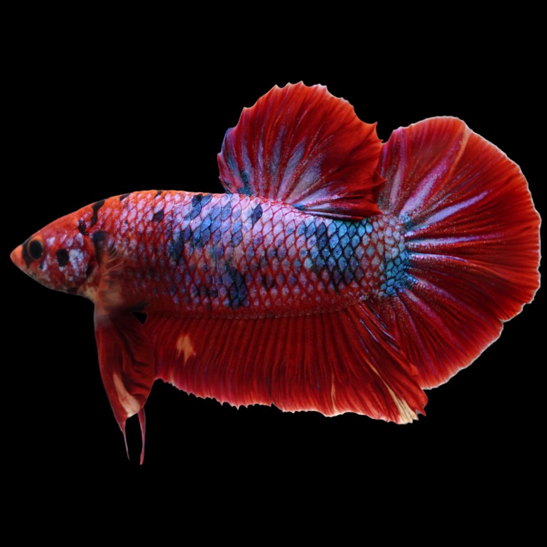 Rare Giant Multicolors Betta Fish