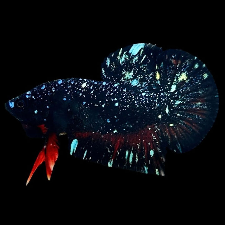 Rare Avatar Betta Fish