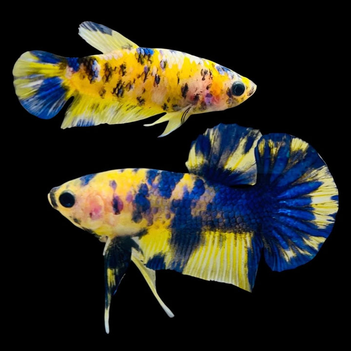 Rare Pair Koi Multicolors Betta Fish