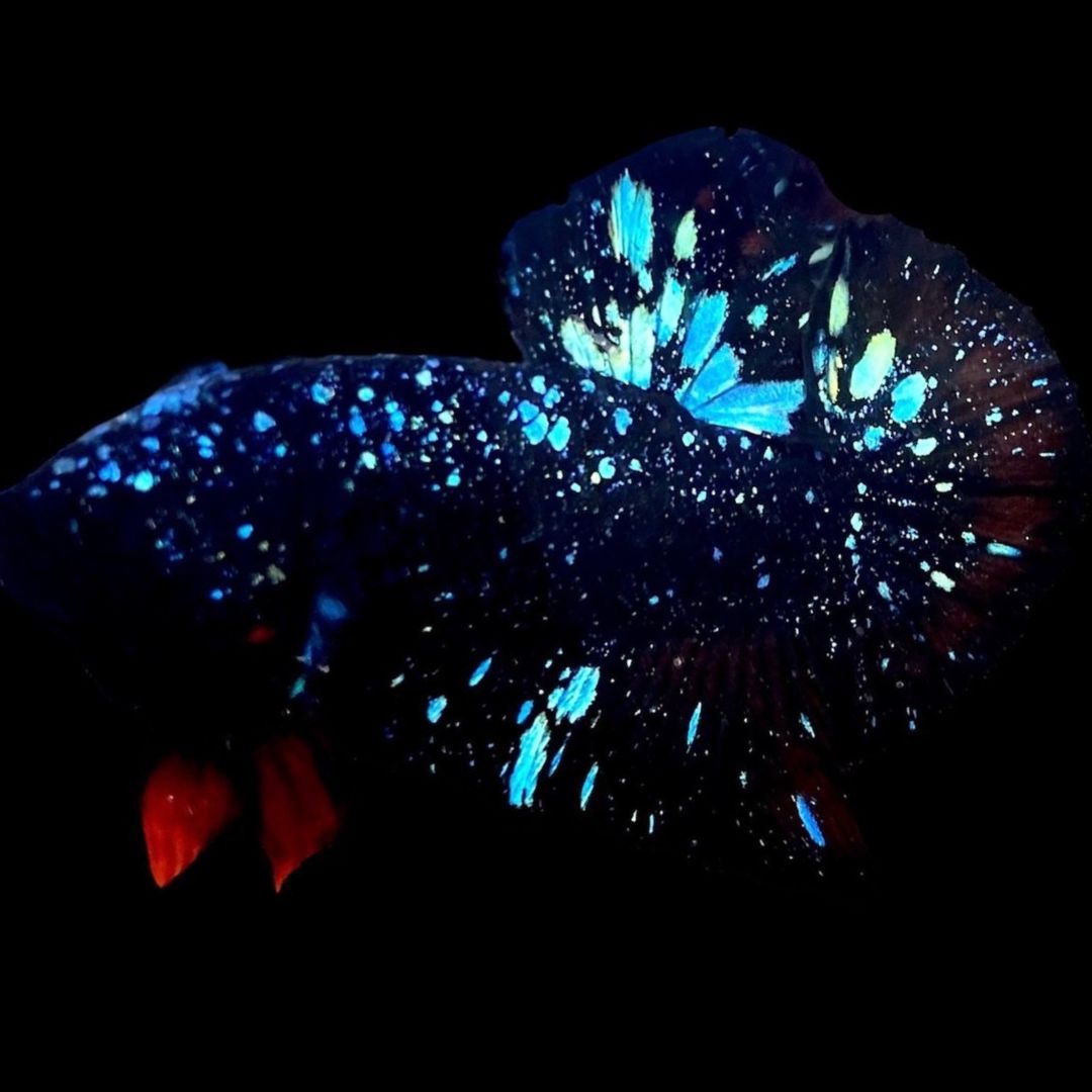 Rare Avatar Betta Fish