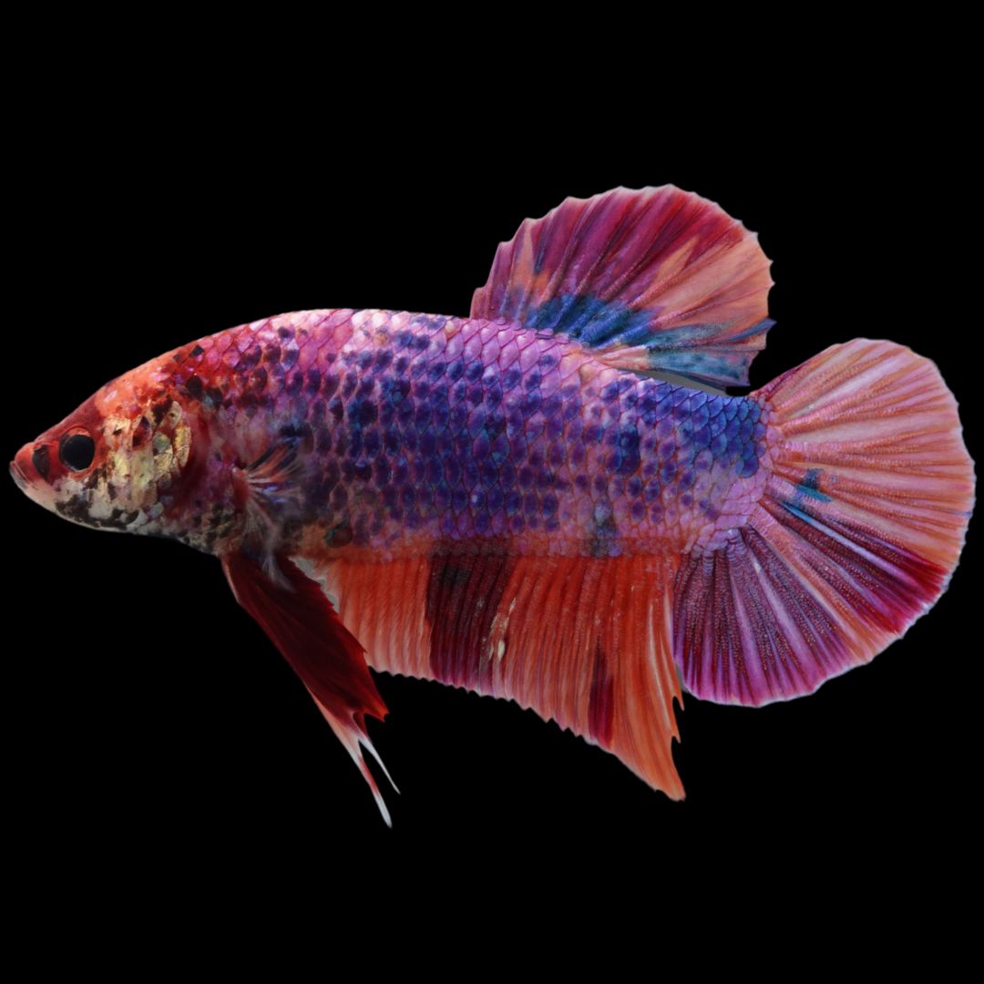 Rare Giant Multicolors Betta Fish