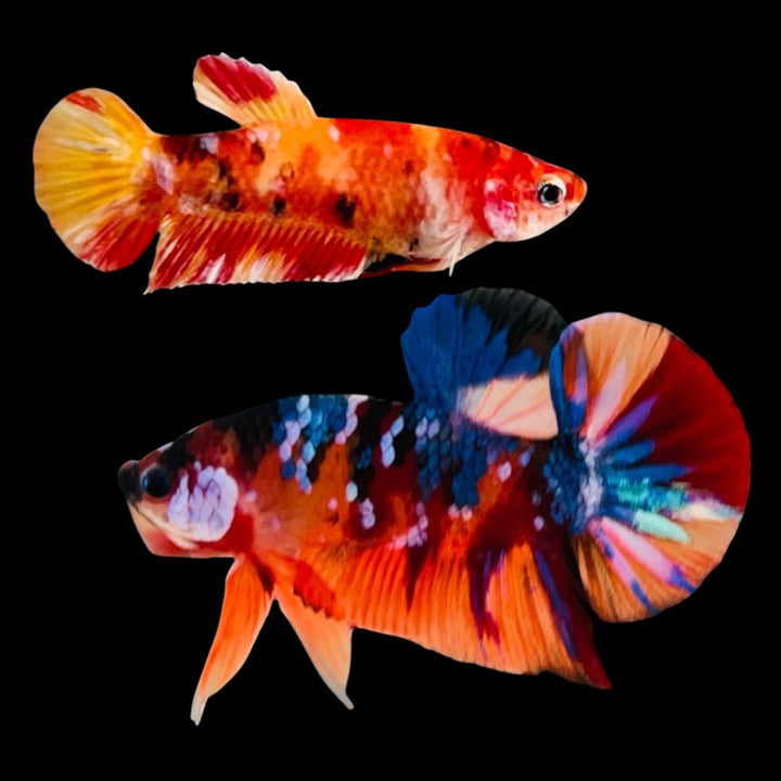 Rare Pair Koi Multicolors Betta Fish