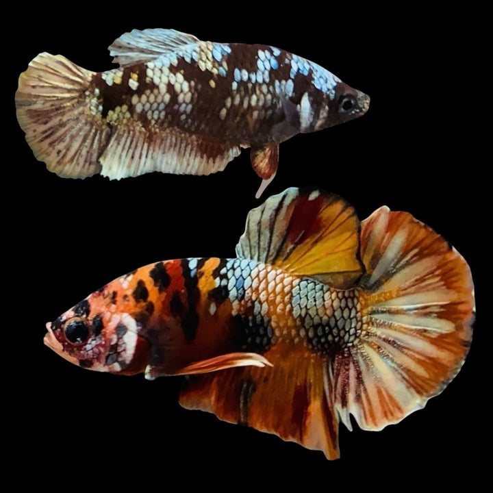 Rare Pair Koi Multicolors Betta Fish
