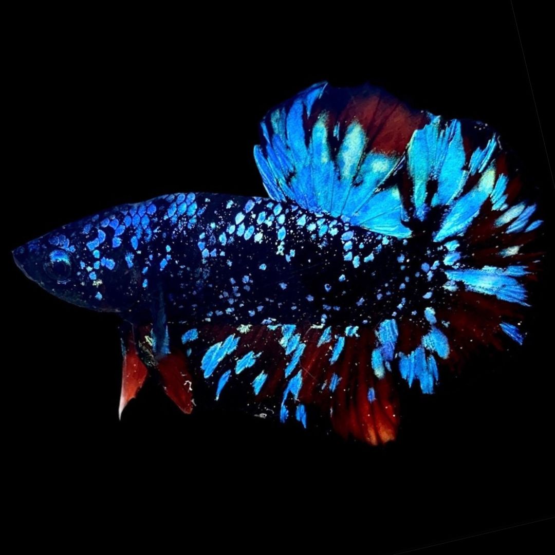 Rare Avatar Betta Fish