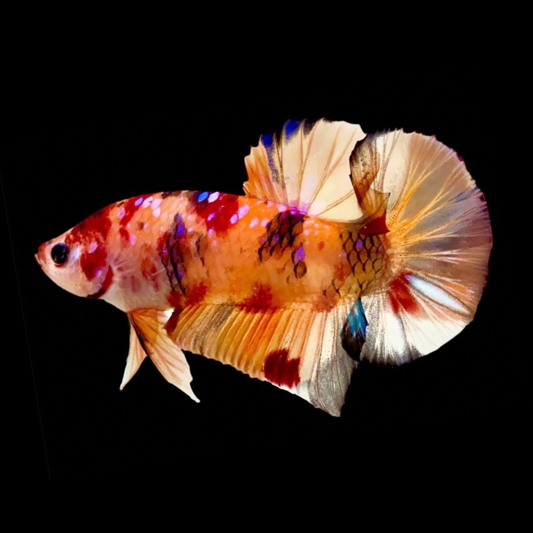 Rare Koi Multicolors Betta Fish
