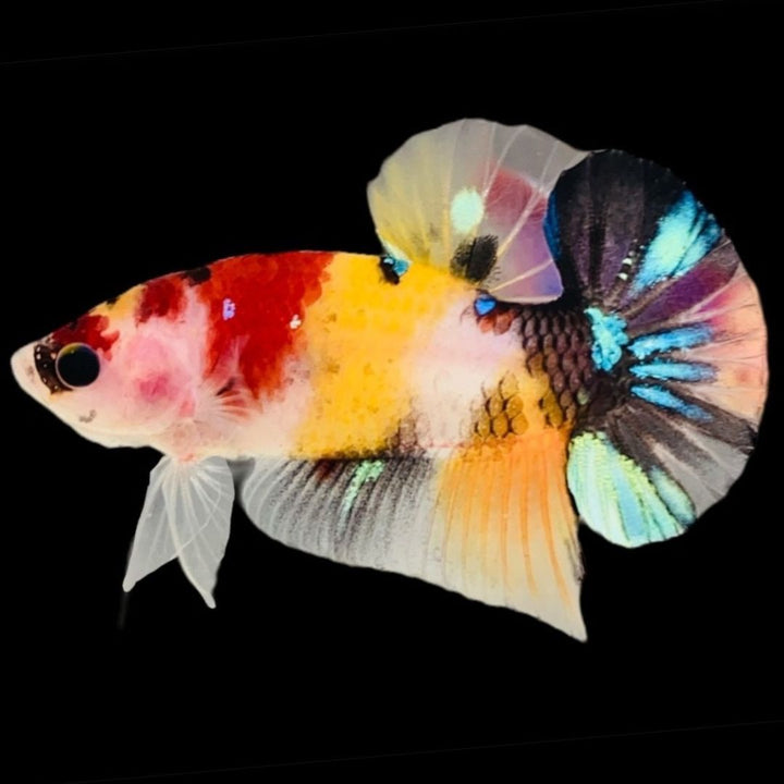 Rare Koi Multicolors Betta Fish