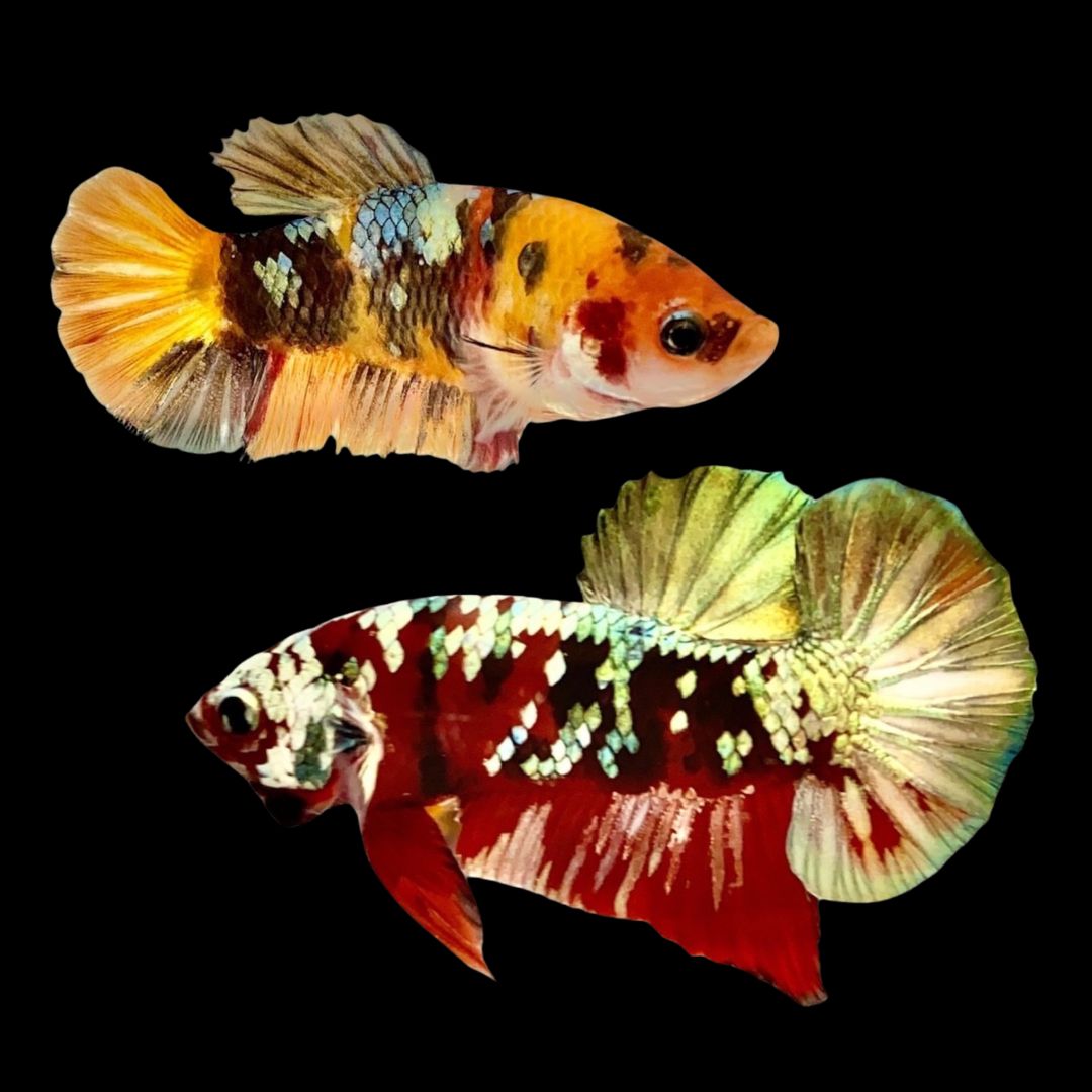 Rare Pair Copper Multicolors Betta Fish