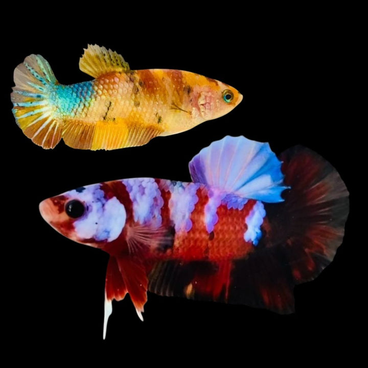 Rare Pair Koi Multicolors Betta Fish