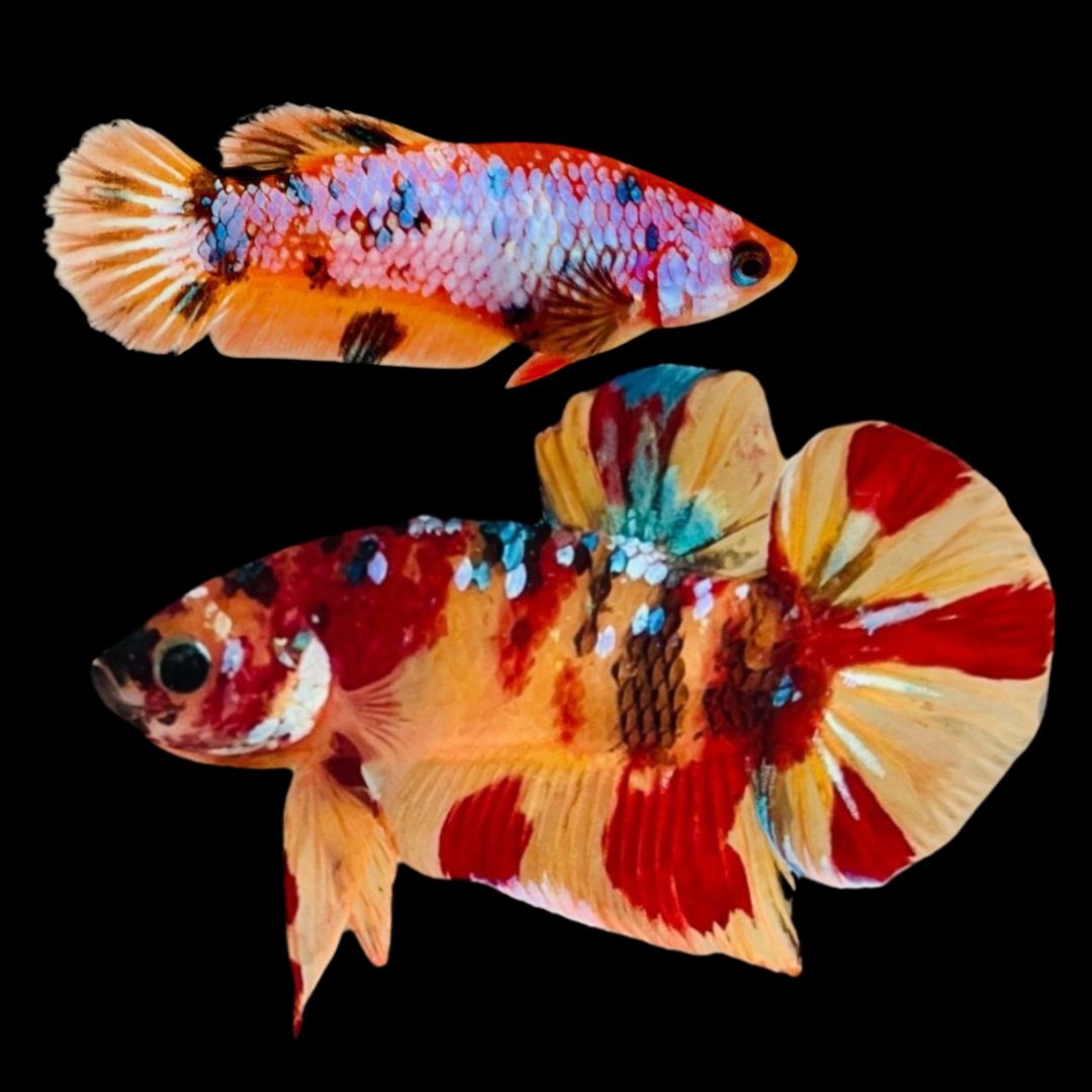 Rare Pair Koi Multicolors Betta Fish