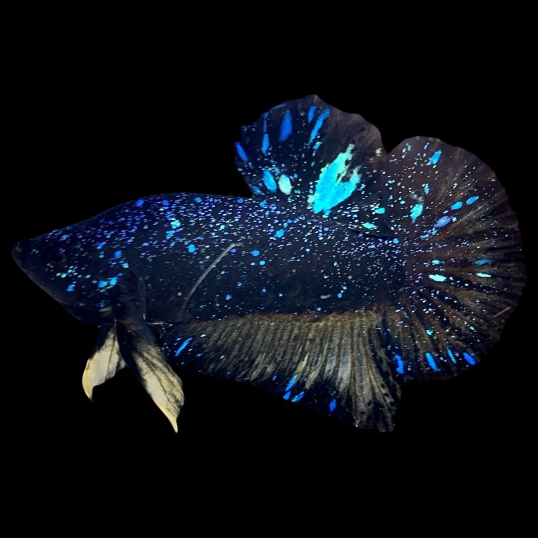 Rare Avatar Betta Fish