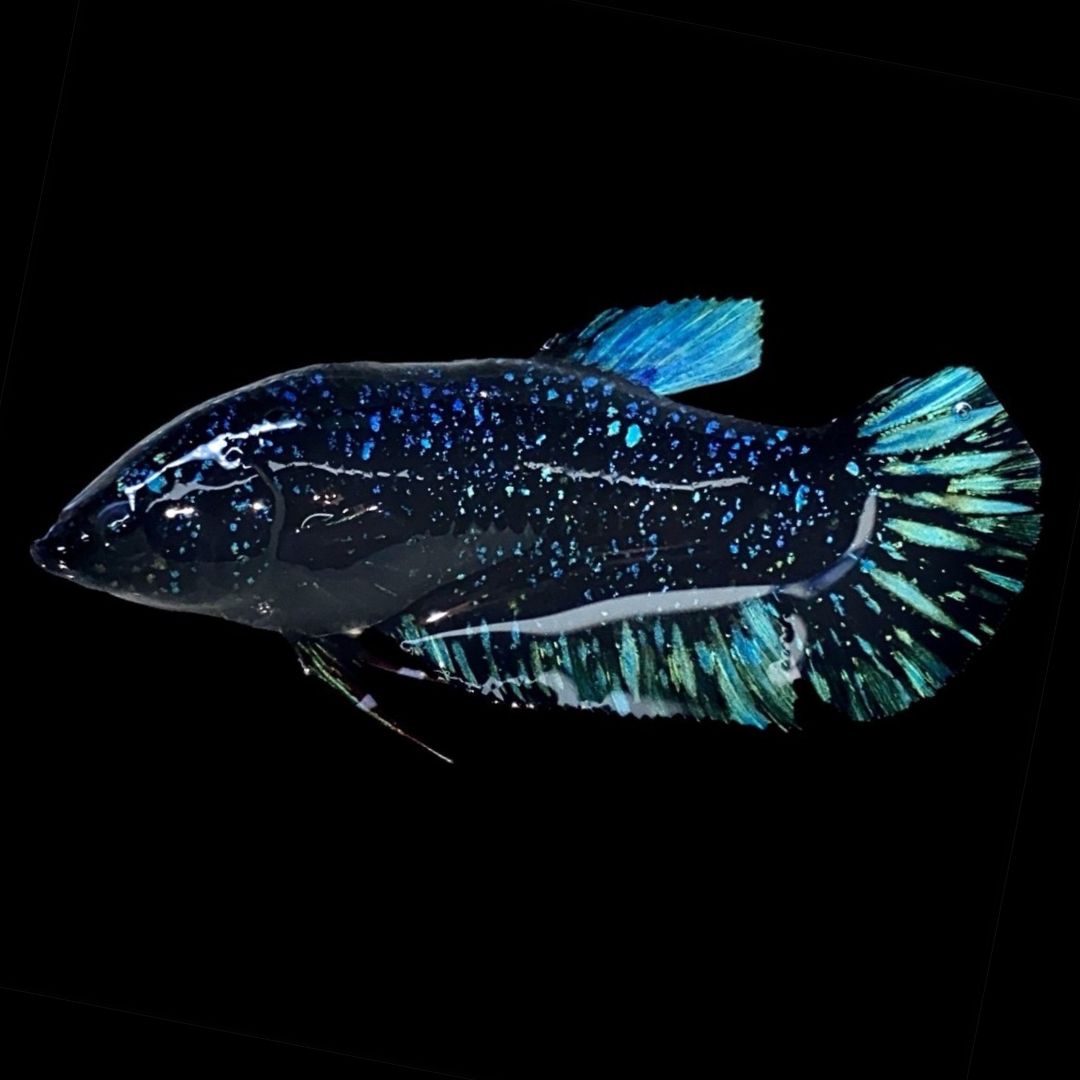 Rare Avatar Betta Fish