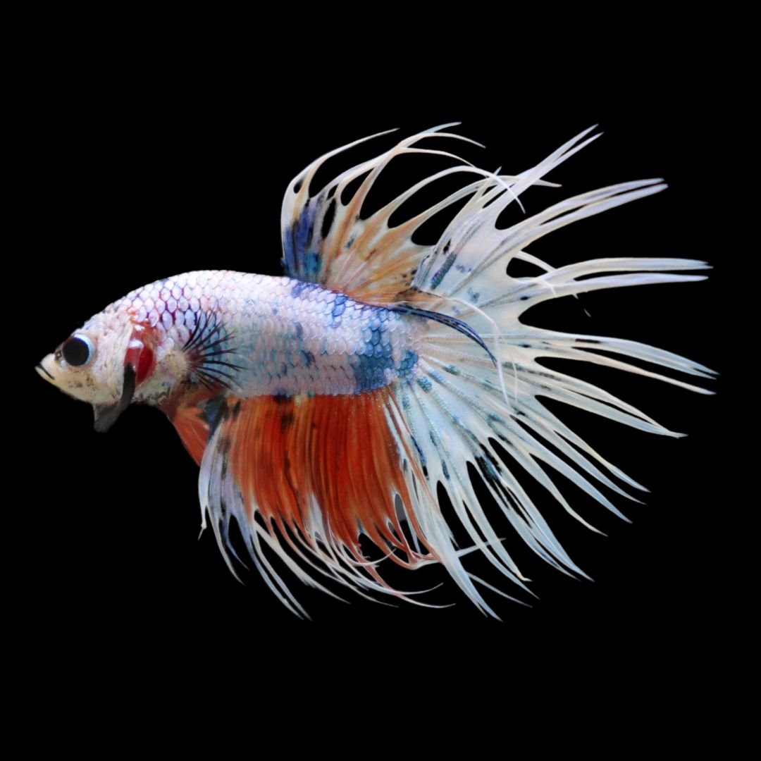 Rare Koi Crowntail Betta Fish