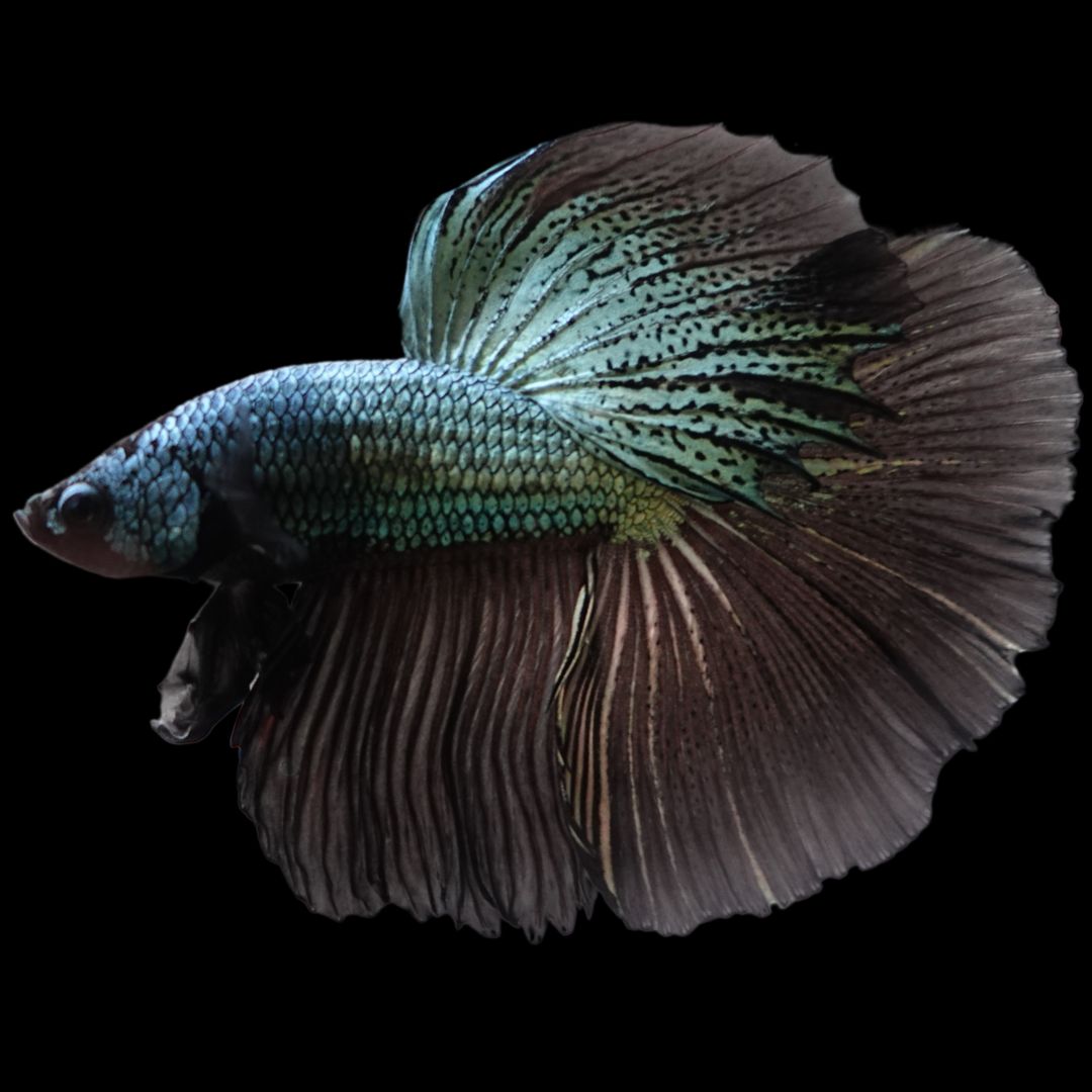 Rare Halfmoon Black Copper Betta Fish