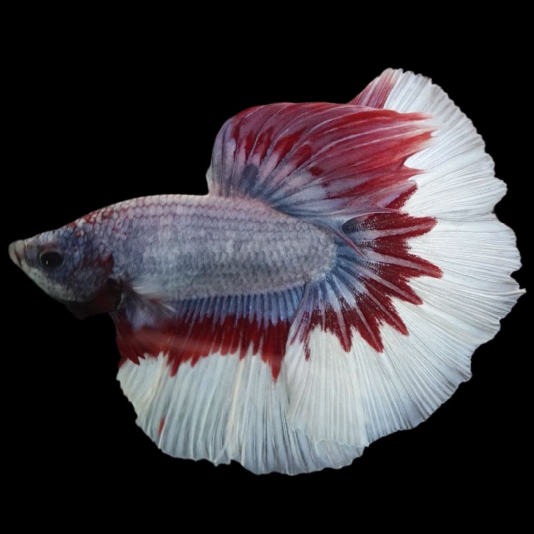 Rare Halfmoon Thai Flag Betta Fish