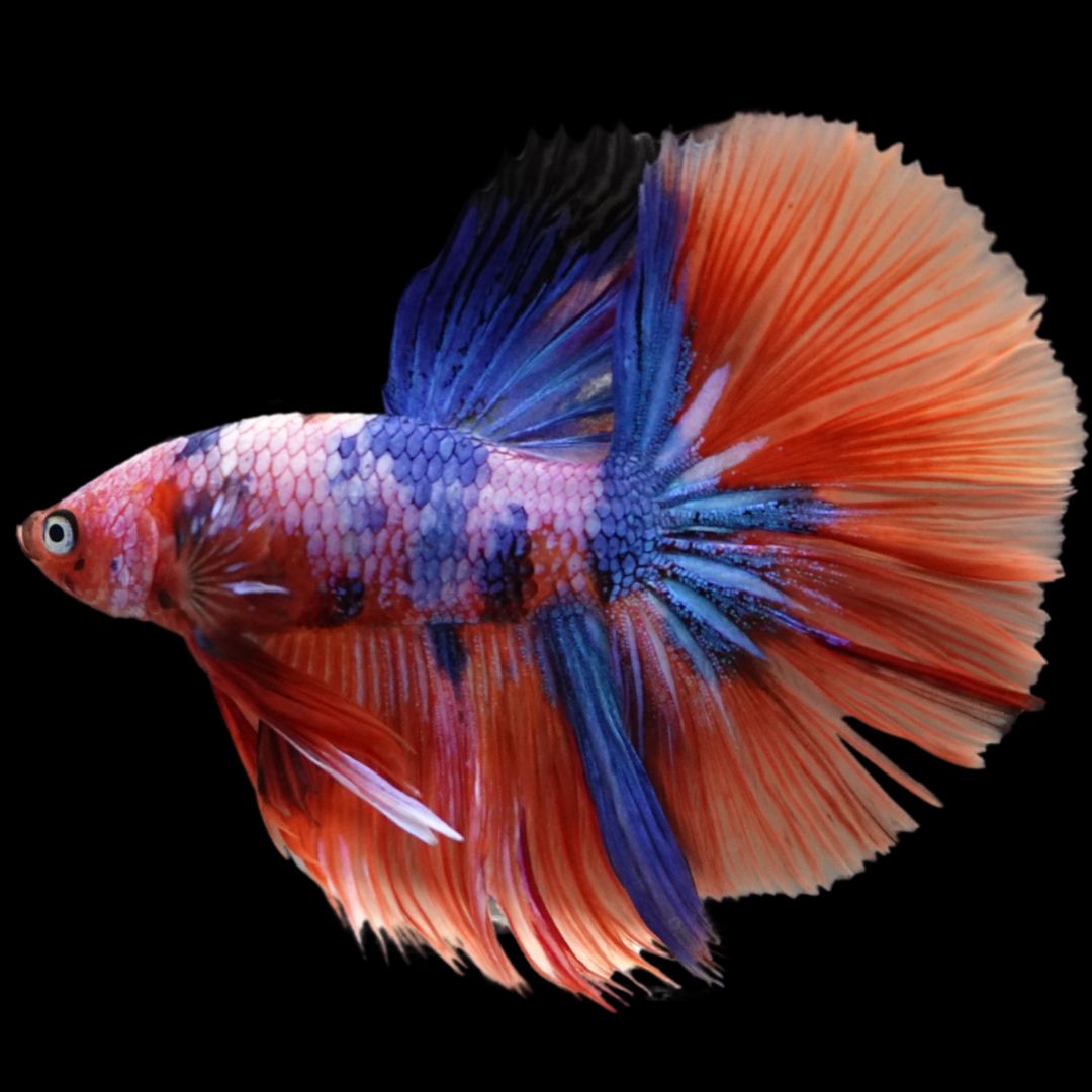 Rare Halfmoon Multicolors Betta Fish