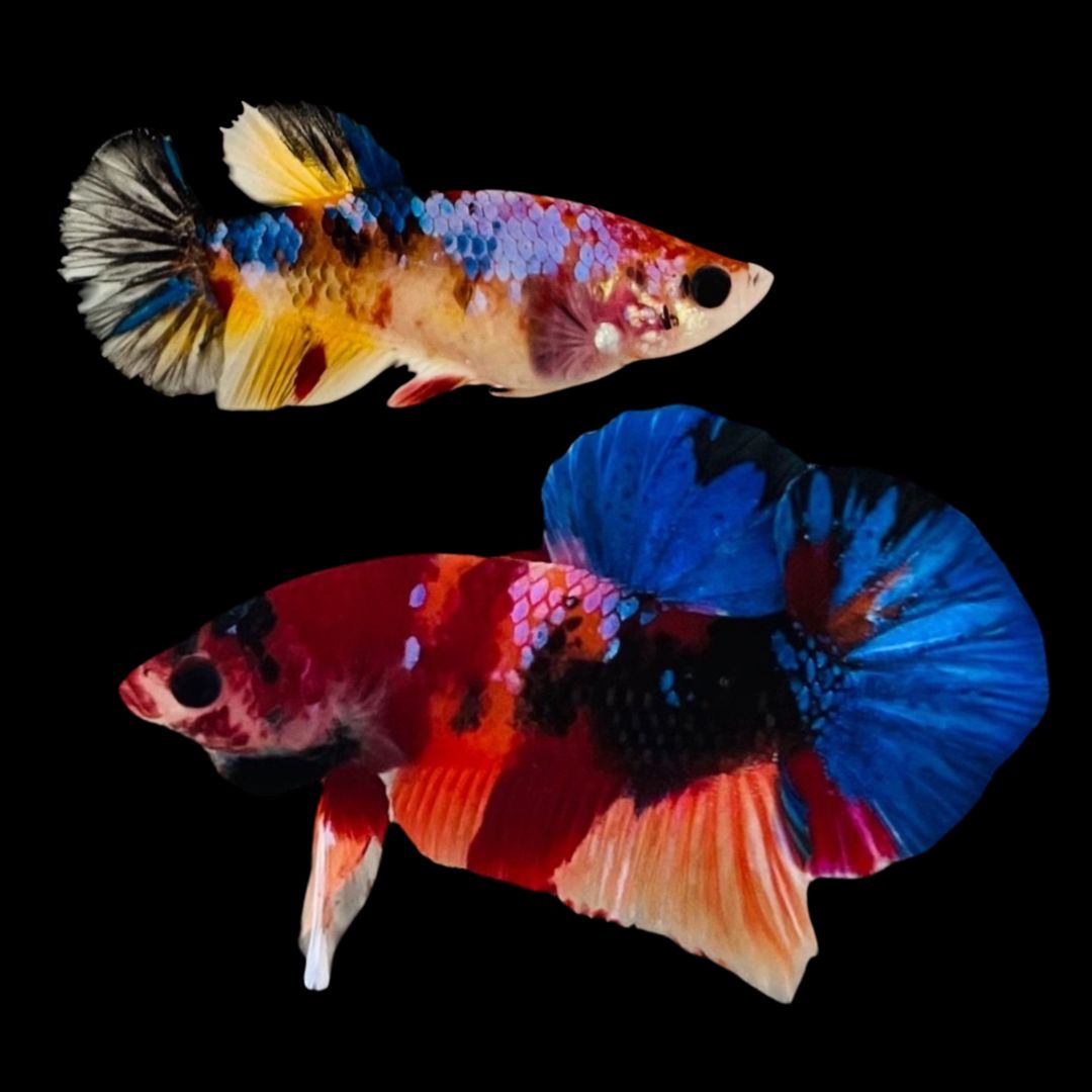 Rare Pair Koi Multicolors Betta Fish