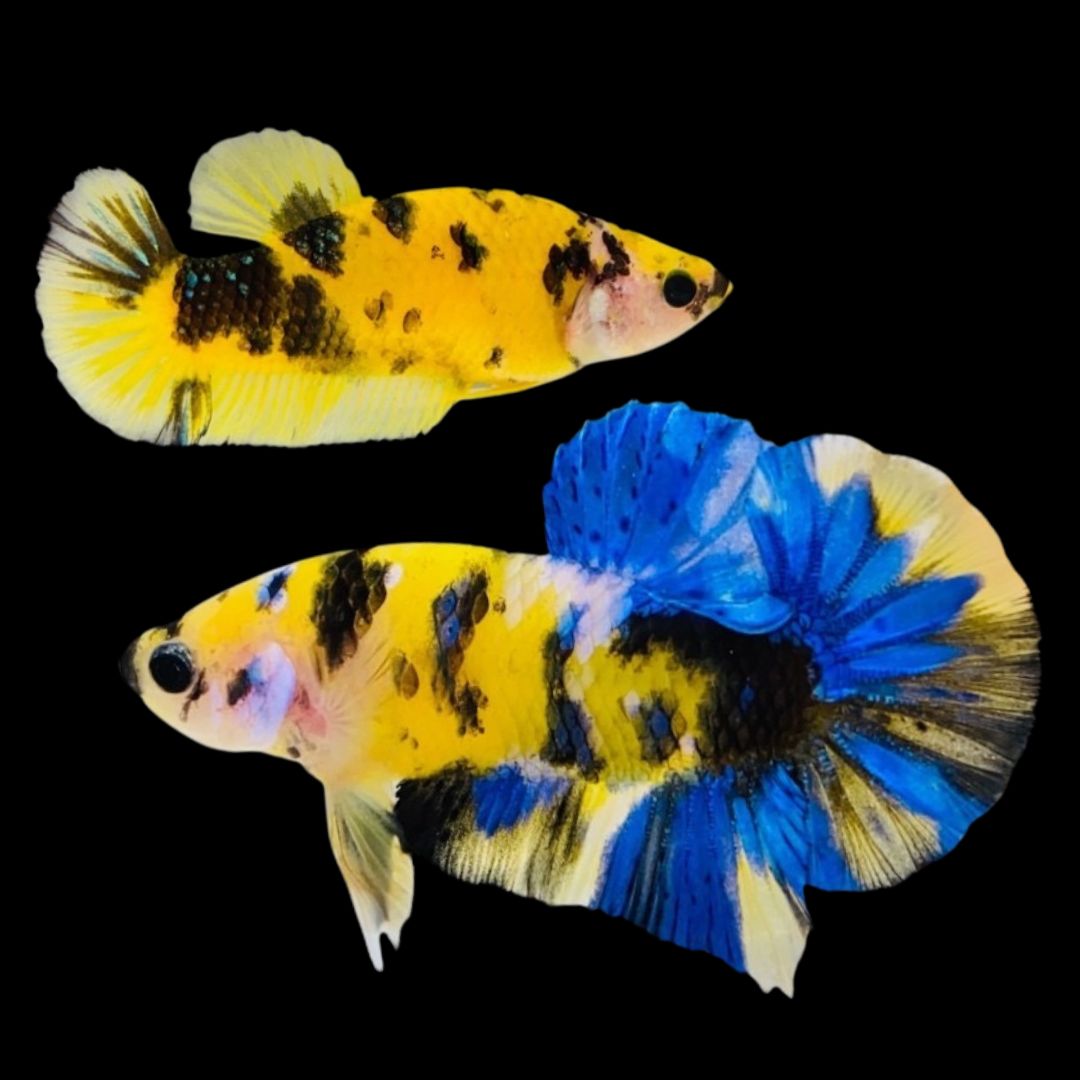 Rare Pair Koi Multicolors Betta Fish