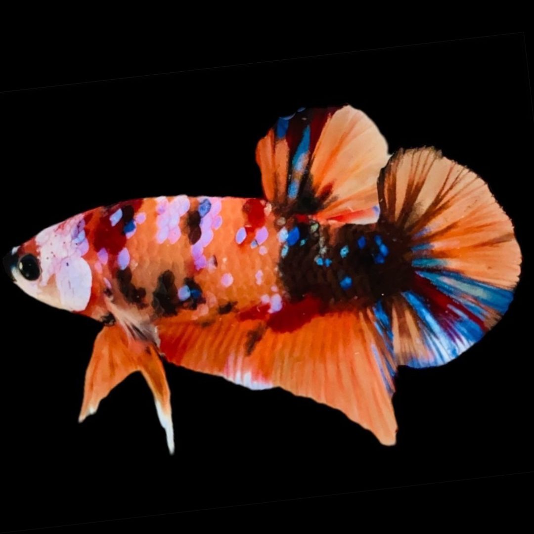 Rare Koi Multicolors Betta Fish