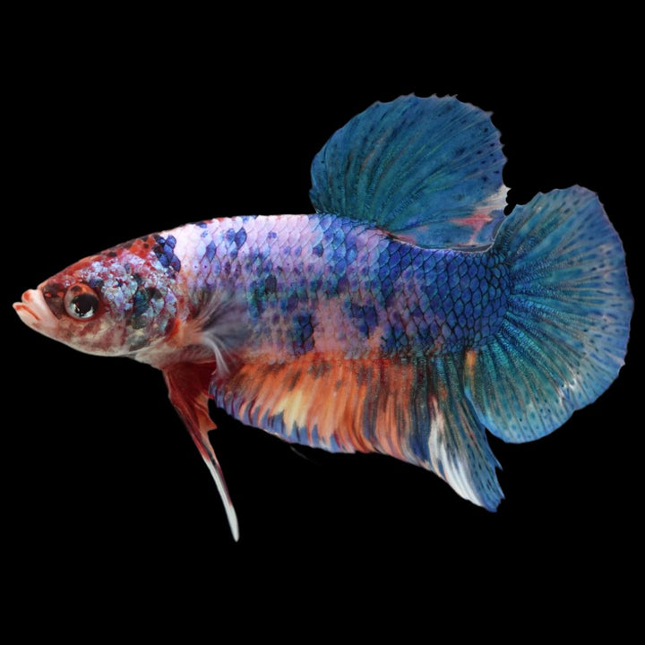 Rare Giant Multicolors Betta Fish