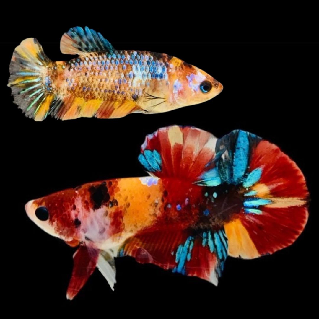 Rare Pair Koi Multicolors Betta Fish