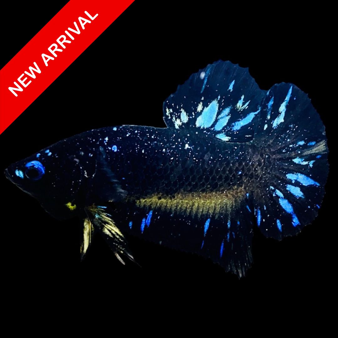 Rare Avatar Betta Fish