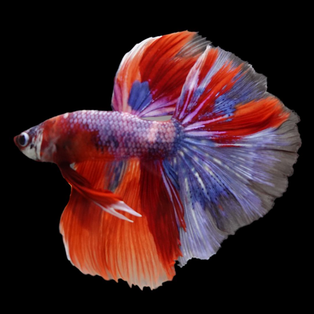 Rare Halfmoon Multicolors Betta Fish