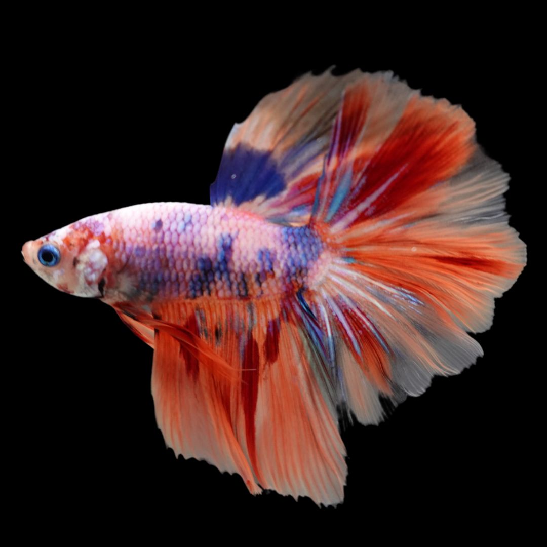 Rare Halfmoon Multicolors Betta Fis