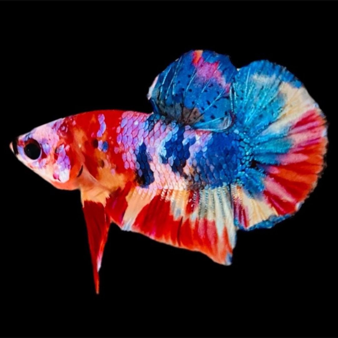 Rare Koi Multicolors Betta Fish