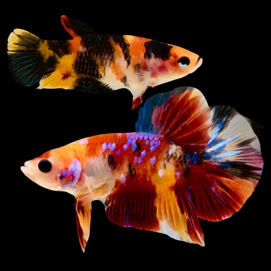 Rare Pair Koi Multicolors Betta Fish (Male & Female)