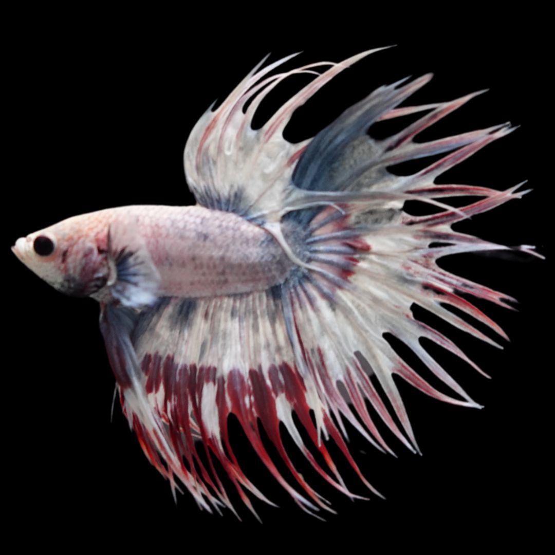 Rare Candy Crowntail Betta Fish
