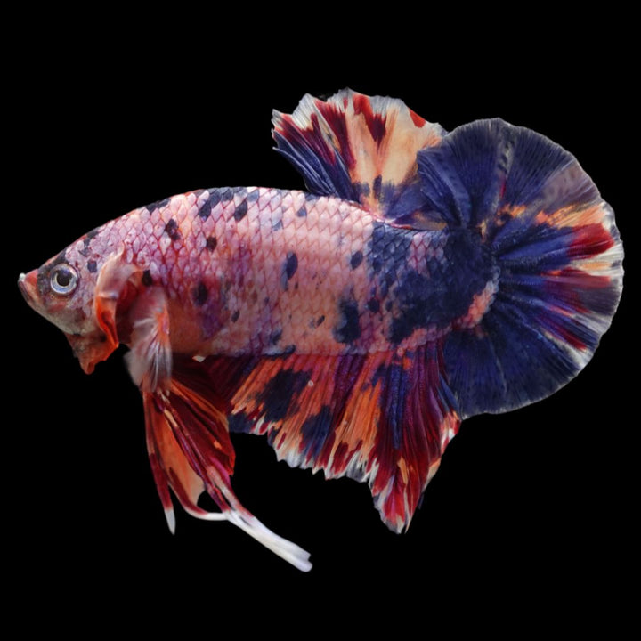 Rare Giant Multicolors Betta Fish