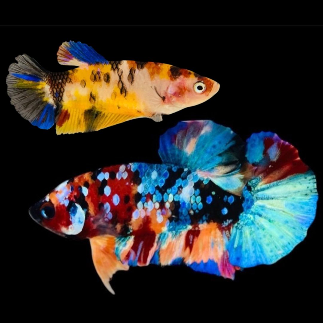 Rare Pair Koi Multicolors Betta Fish