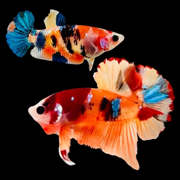 Rare Pair Koi Multicolors Betta Fish