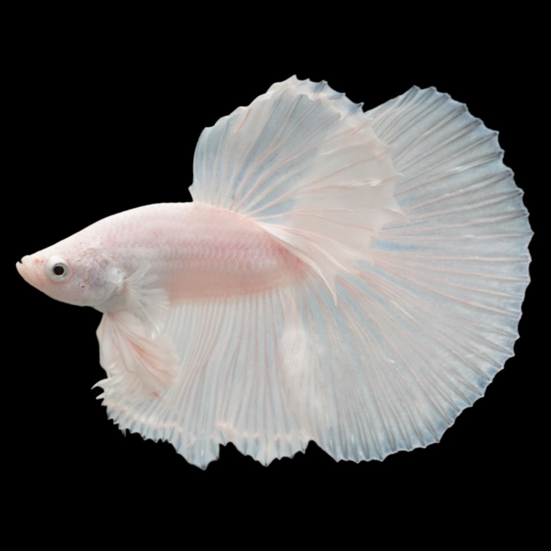 Halfmoon White Betta Fish