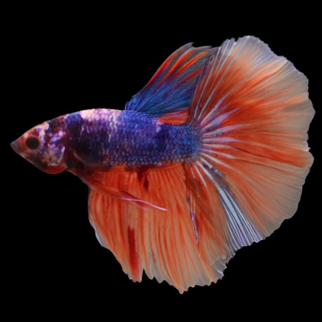 Rare Halfmoon Multicolors Betta Fish