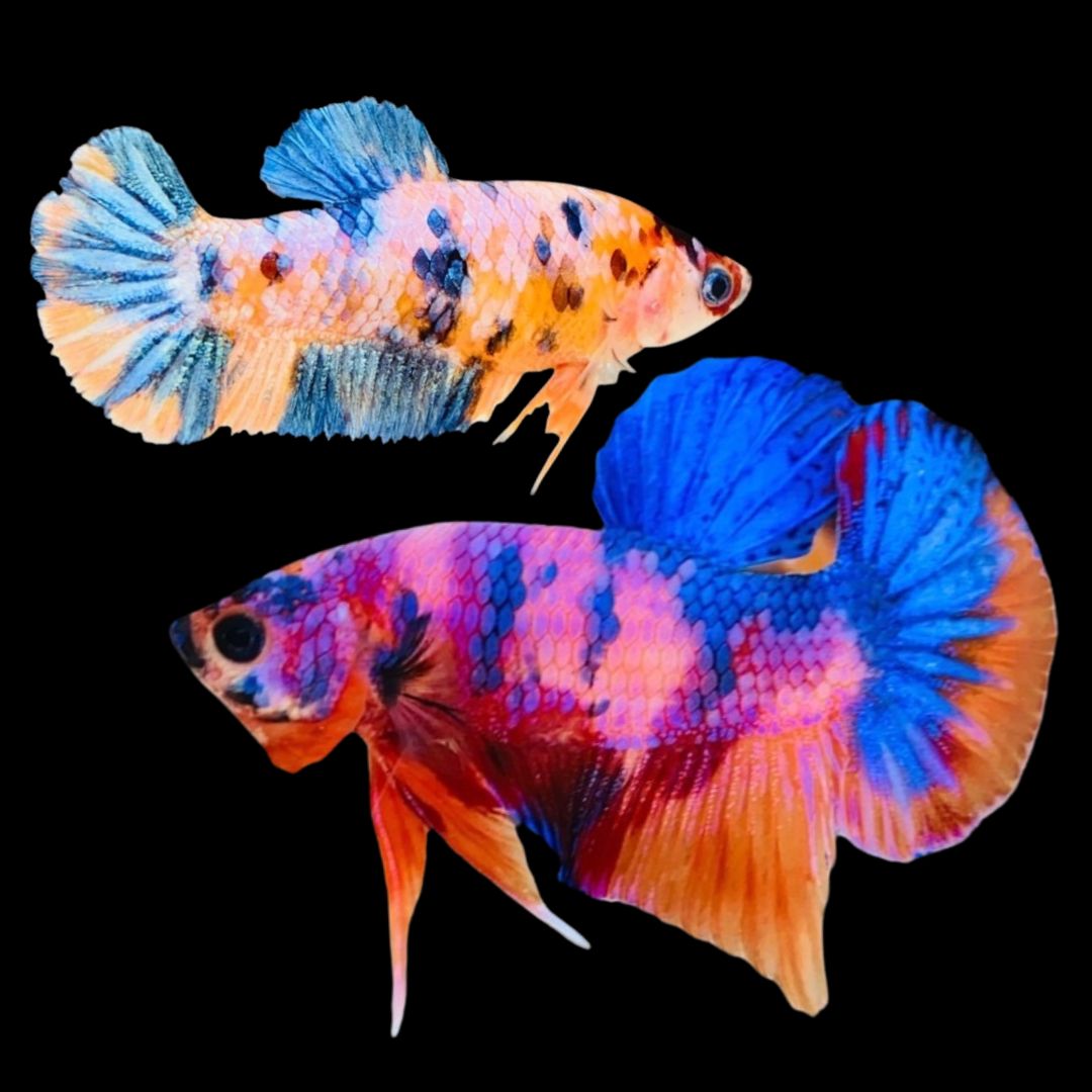 Rare Pair Koi Multicolors Betta Fish