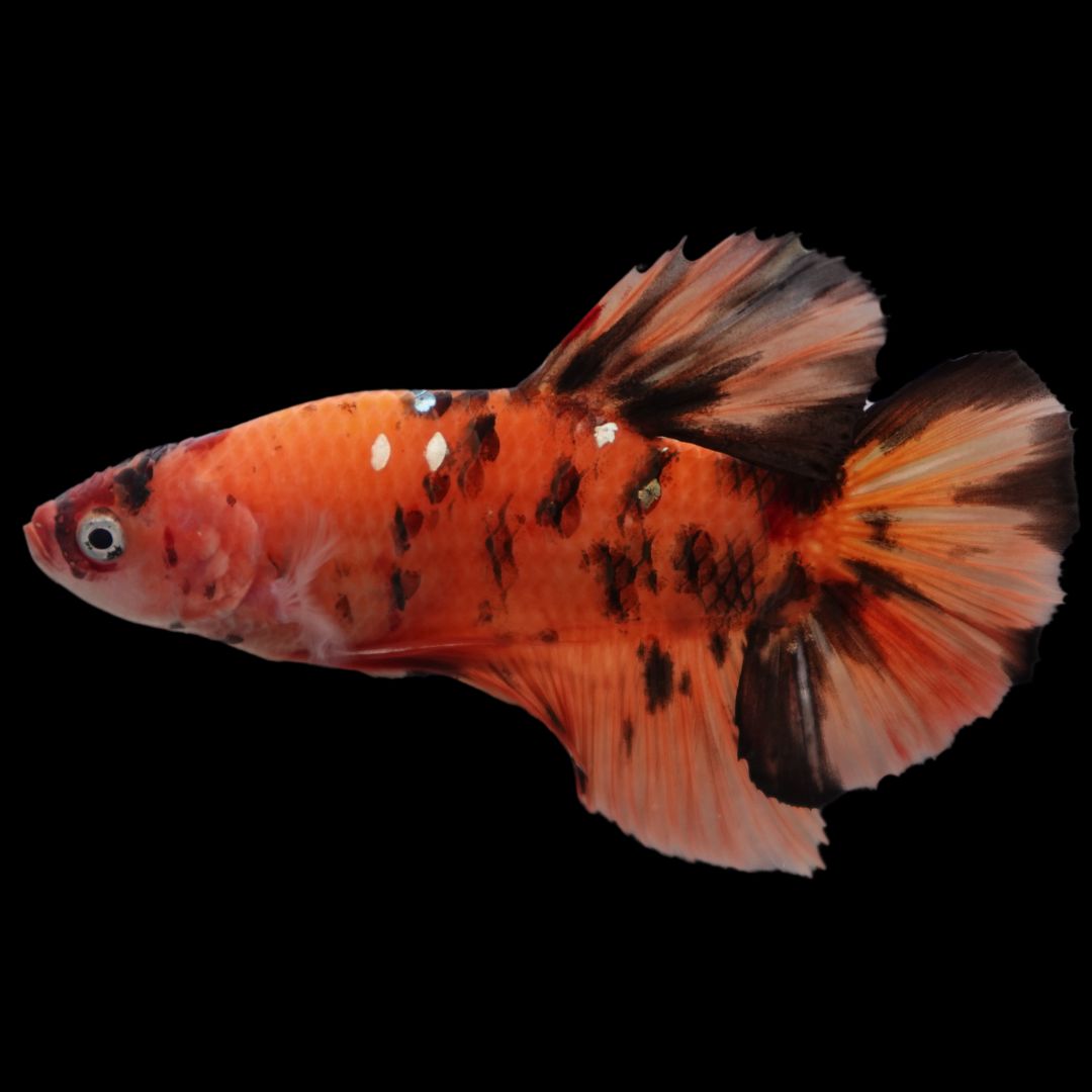 Rare Giant Multicolors Betta Fish