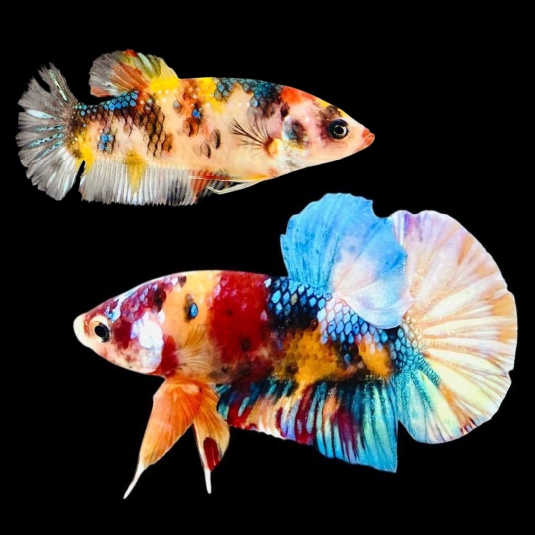 Rare Pair Koi Multicolors Betta Fish