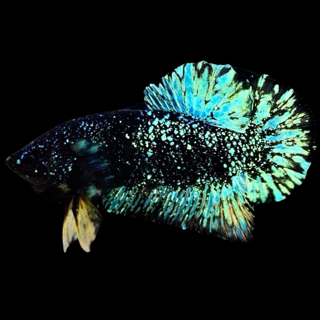 Rare Avatar Betta Fish