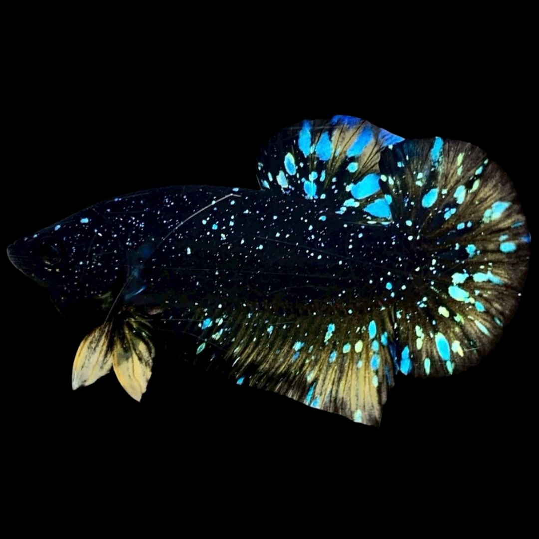Rare Avatar Betta Fish