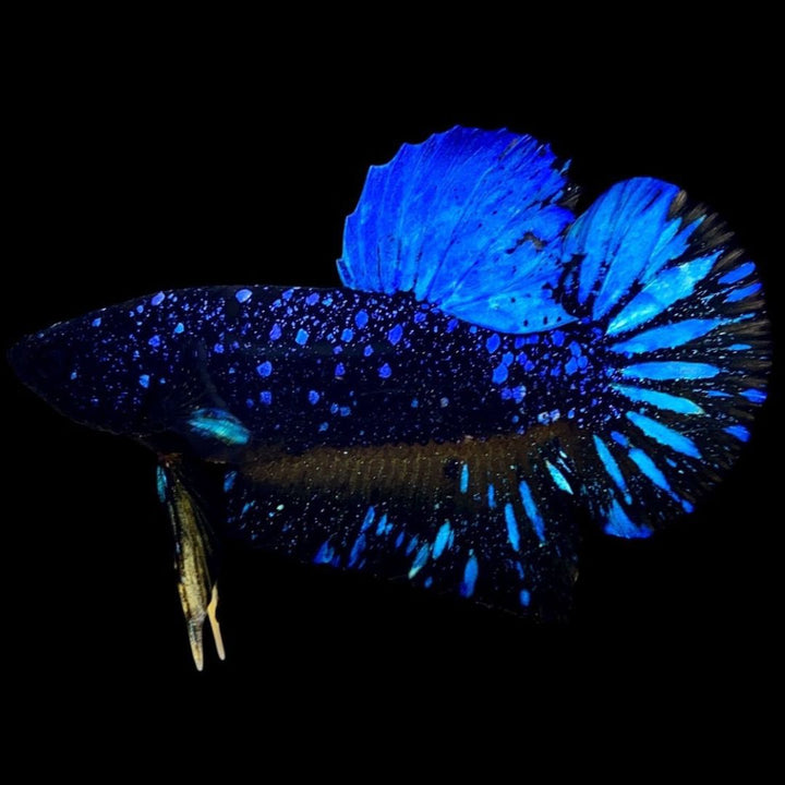 Rare Avatar Betta Fish